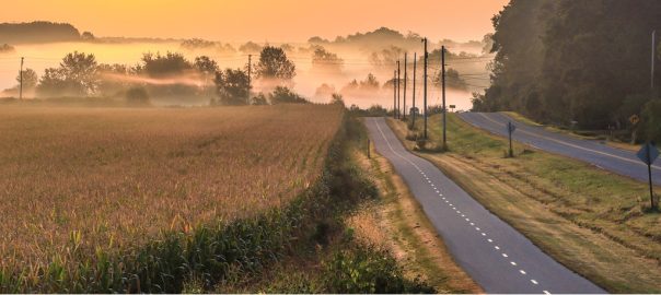 Foggy corn field landscape