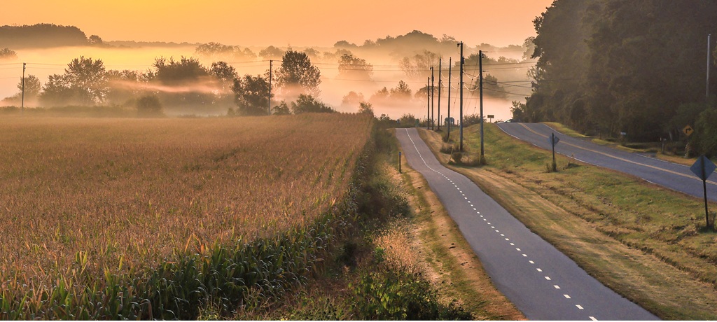 Foggy corn field landscape